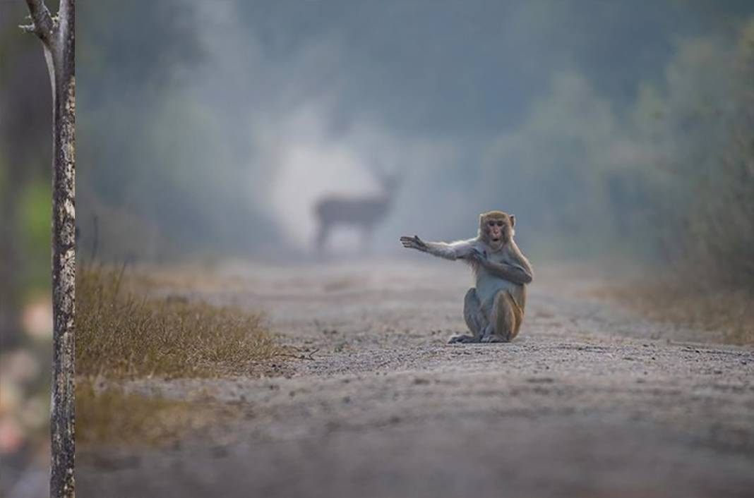 Vahşi yaşamın 'diğer' yüzü: Binlerce fotoğraf arasından en komikleri ödülün sahibi oldu 13