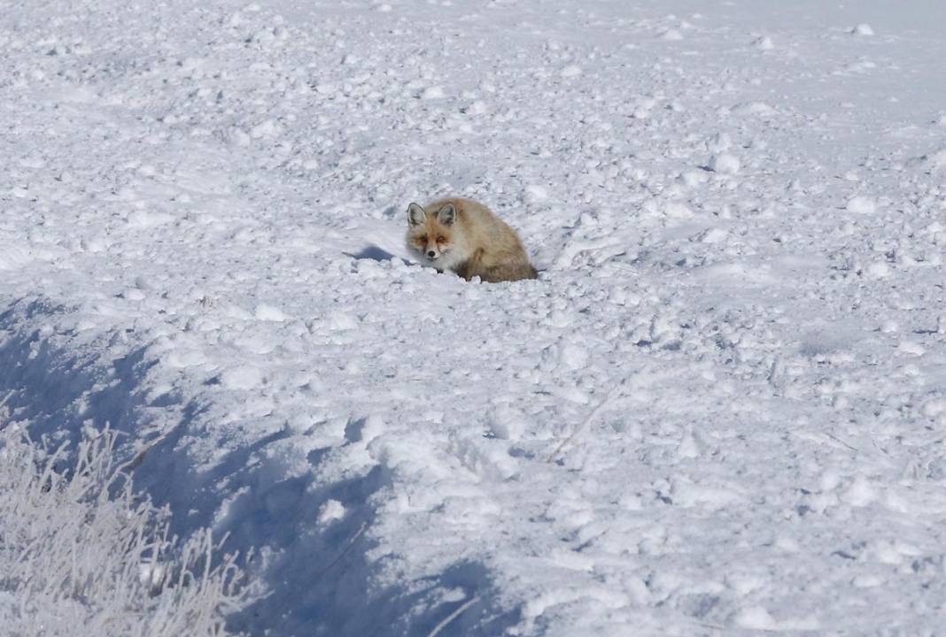 Ardahan buz kesti: Termometreler eksi 32'yi gösterdi 8