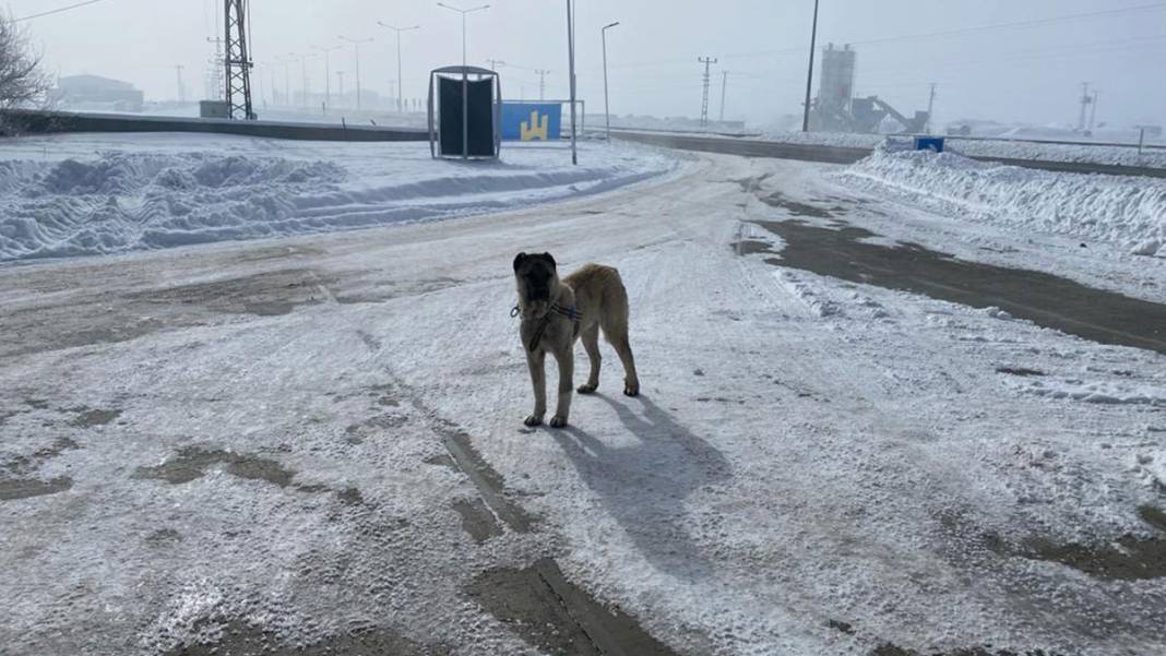 Doğu Anadolu Sibirya soğuklarına teslim: Sokağa çıkanın kirpikleri buz tuttu 11