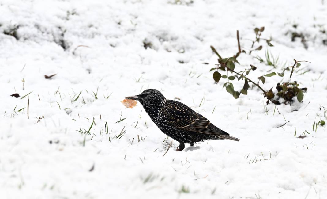Başkent beyaza büründü: Ankaralılar karın tadını çıkardı 17