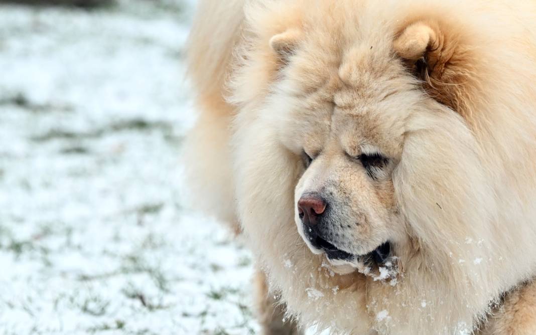 Başkent beyaza büründü: Ankaralılar karın tadını çıkardı 16