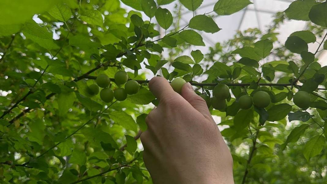 İlk hasadı yapıldı, fiyatı dudak uçuklatıyor: Erik çeyrek altın fiyatıyla yarışıyor 6