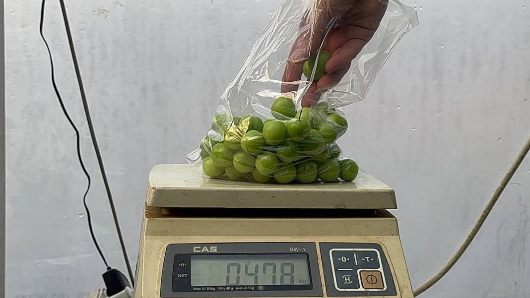 İlk hasadı yapıldı, fiyatı dudak uçuklatıyor: Erik çeyrek altın fiyatıyla yarışıyor 7
