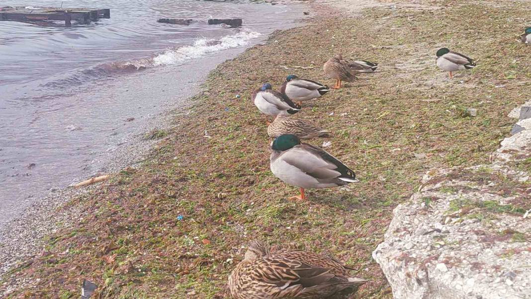 Marmara Denizi'nde lodos fırtınası: Tekirdağ kıyıları kızıla boyadı 2