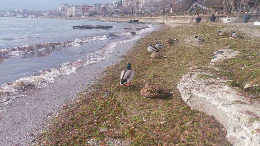 Marmara Denizi'nde lodos fırtınası: Tekirdağ kıyıları kızıla boyadı 3