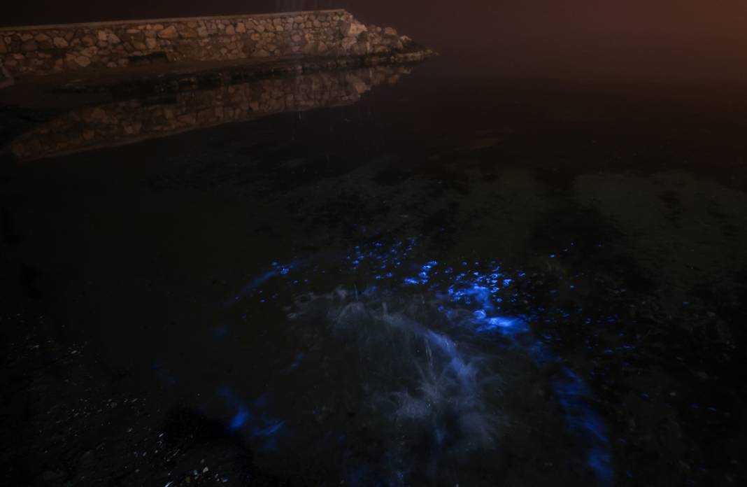 Marmara'da mikroskobik canlılar çoğaldı: Deniz suyu mavi oldu 7