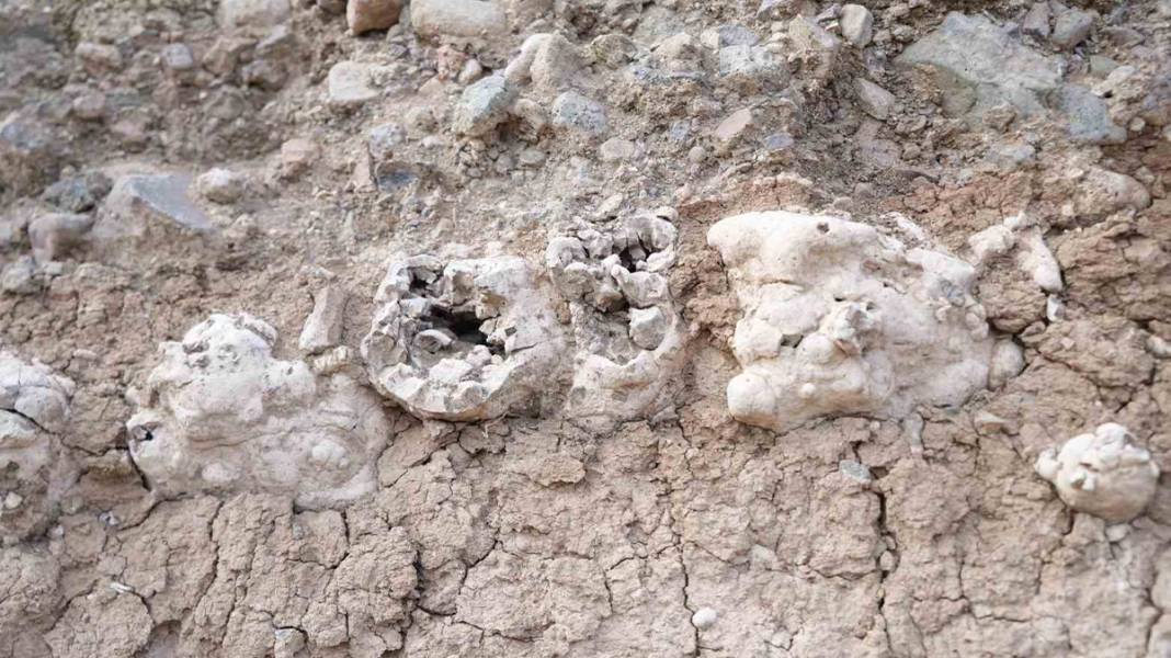 Niğde’de dinozor fosili iddiası 4