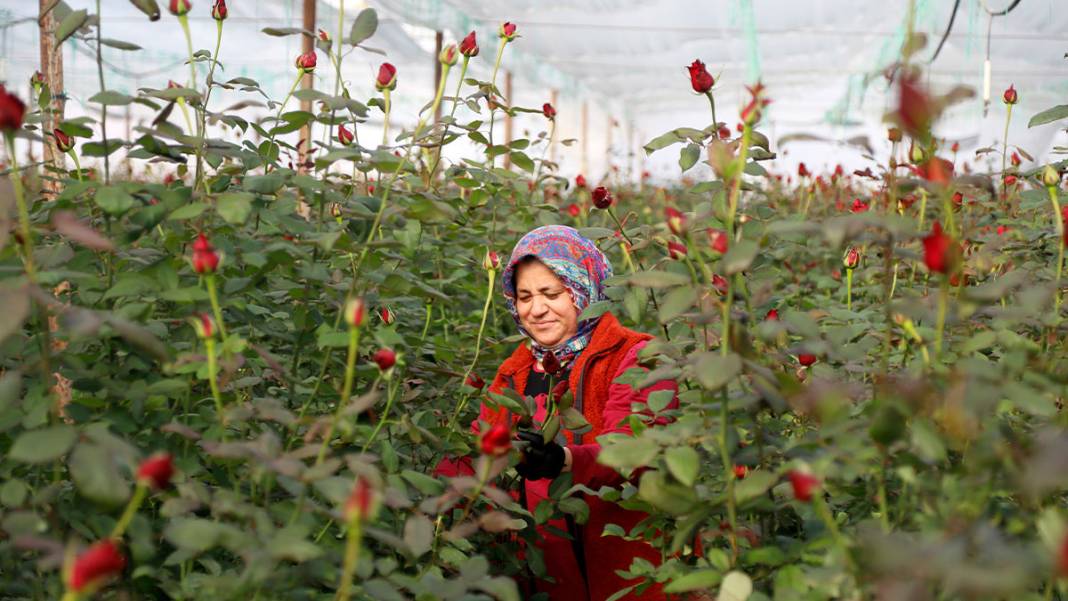 Sevgililer Günü yaklaştı, fiyatlar arttı: Serada 20 lira, çiçekçide 100 lira 4