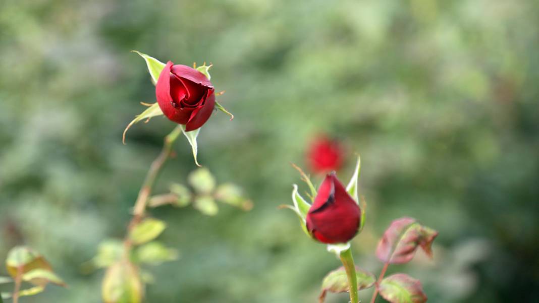 Sevgililer Günü yaklaştı, fiyatlar arttı: Serada 20 lira, çiçekçide 100 lira 5