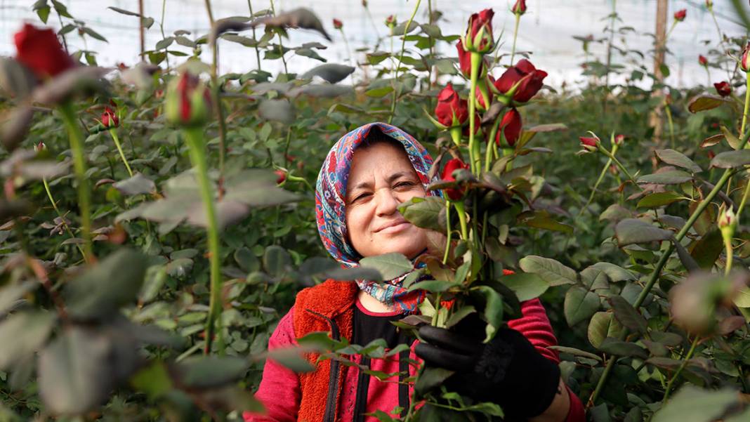 Sevgililer Günü yaklaştı, fiyatlar arttı: Serada 20 lira, çiçekçide 100 lira 3