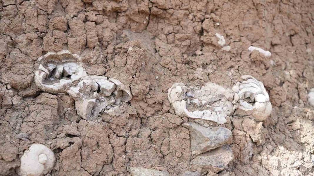Niğde’de dinozor fosili iddiası 1