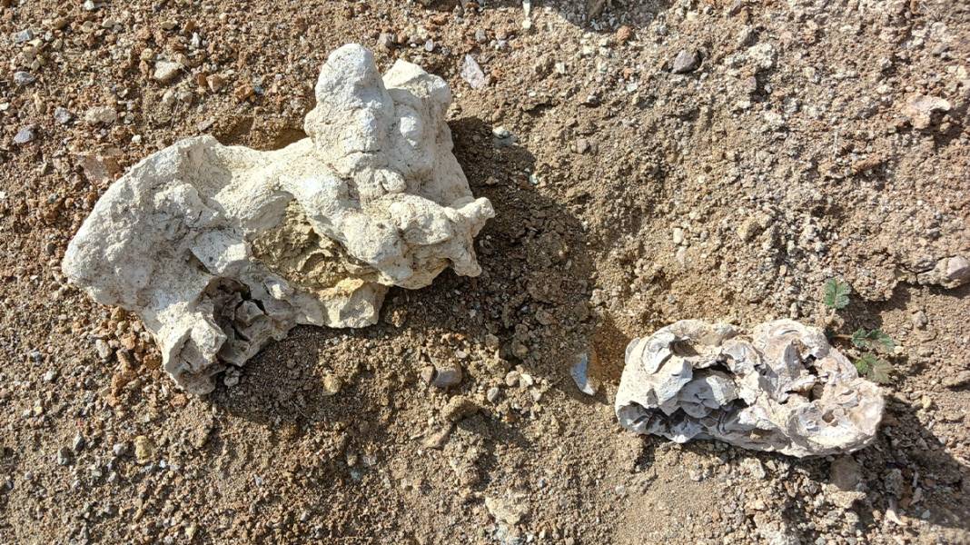 Niğde’de dinozor fosili iddiası 9