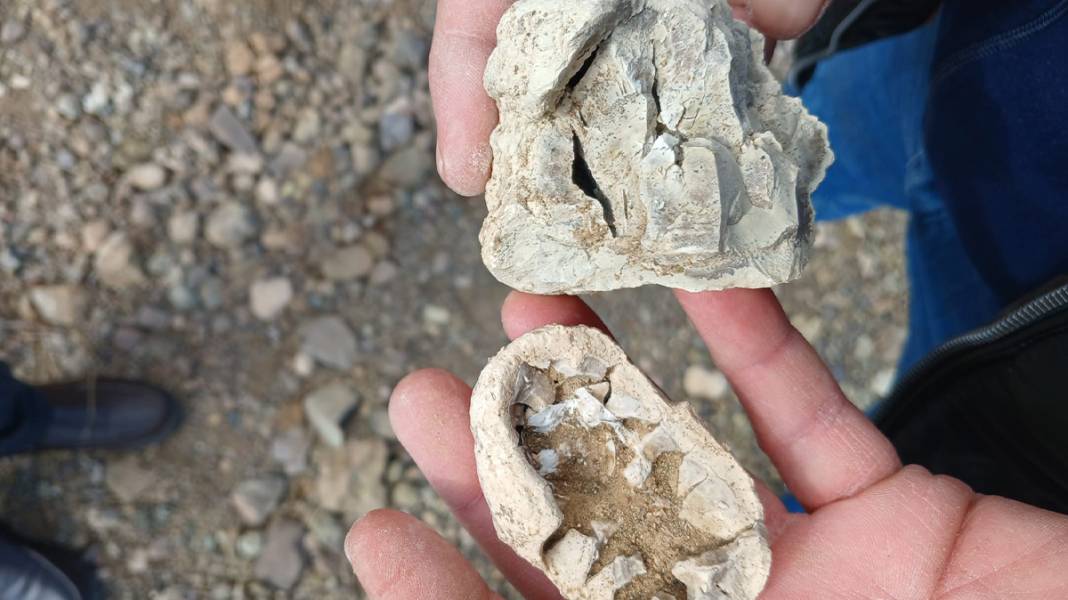 Niğde’de dinozor fosili iddiası 8