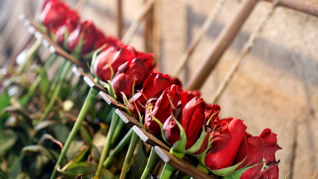 Sevgililer Günü yaklaştı, fiyatlar arttı: Serada 20 lira, çiçekçide 100 lira 1