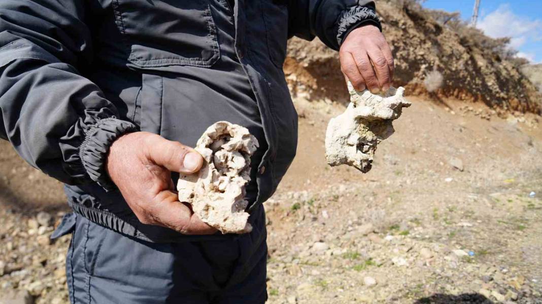 Niğde’de dinozor fosili iddiası 2
