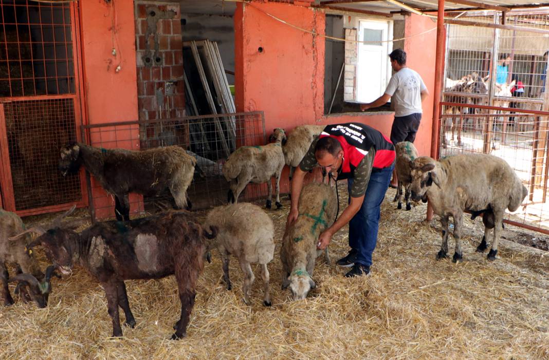 Diyarbakır ve Mardin'deki yangında yaralanan koyunlar tedavi altında: Onlara huzur terapisi veriyoruz 10