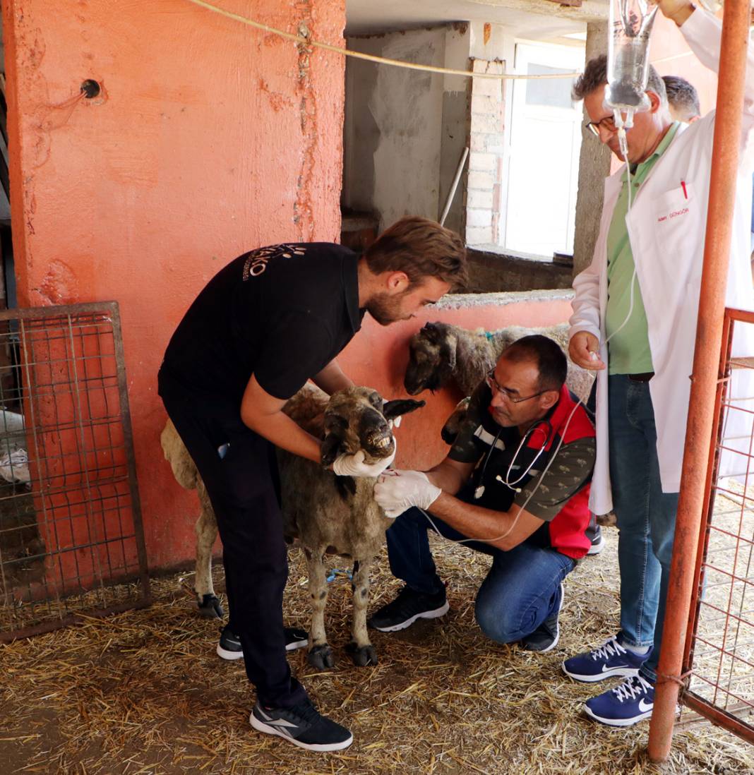 Diyarbakır ve Mardin'deki yangında yaralanan koyunlar tedavi altında: Onlara huzur terapisi veriyoruz 7