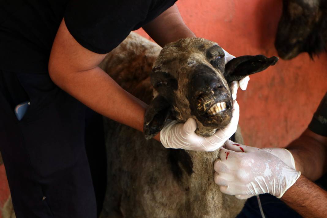 Diyarbakır ve Mardin'deki yangında yaralanan koyunlar tedavi altında: Onlara huzur terapisi veriyoruz 11