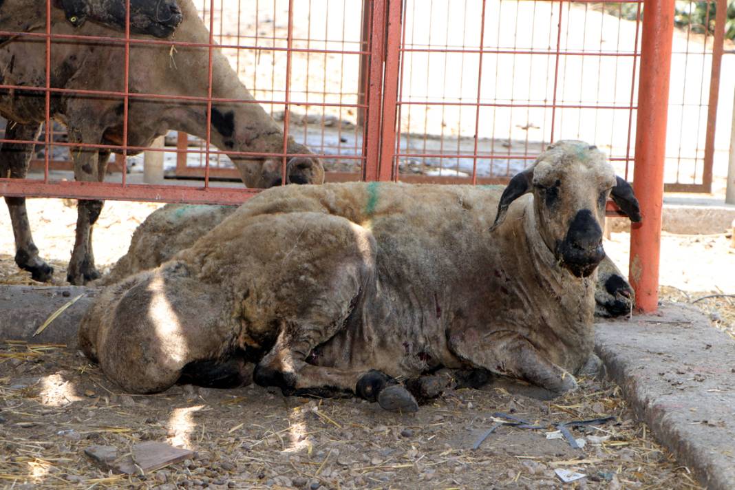 Diyarbakır ve Mardin'deki yangında yaralanan koyunlar tedavi altında: Onlara huzur terapisi veriyoruz 9