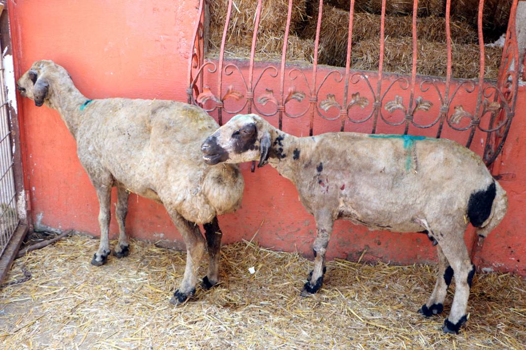 Diyarbakır ve Mardin'deki yangında yaralanan koyunlar tedavi altında: Onlara huzur terapisi veriyoruz 8