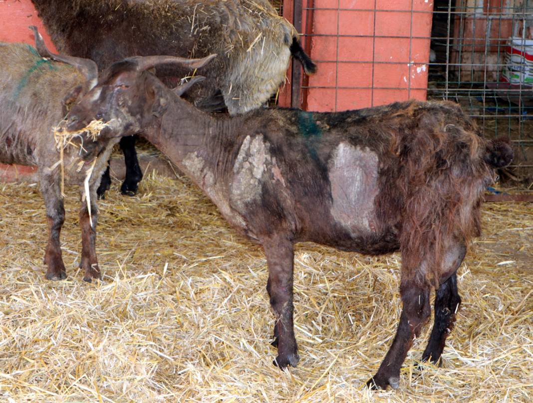 Diyarbakır ve Mardin'deki yangında yaralanan koyunlar tedavi altında: Onlara huzur terapisi veriyoruz 4