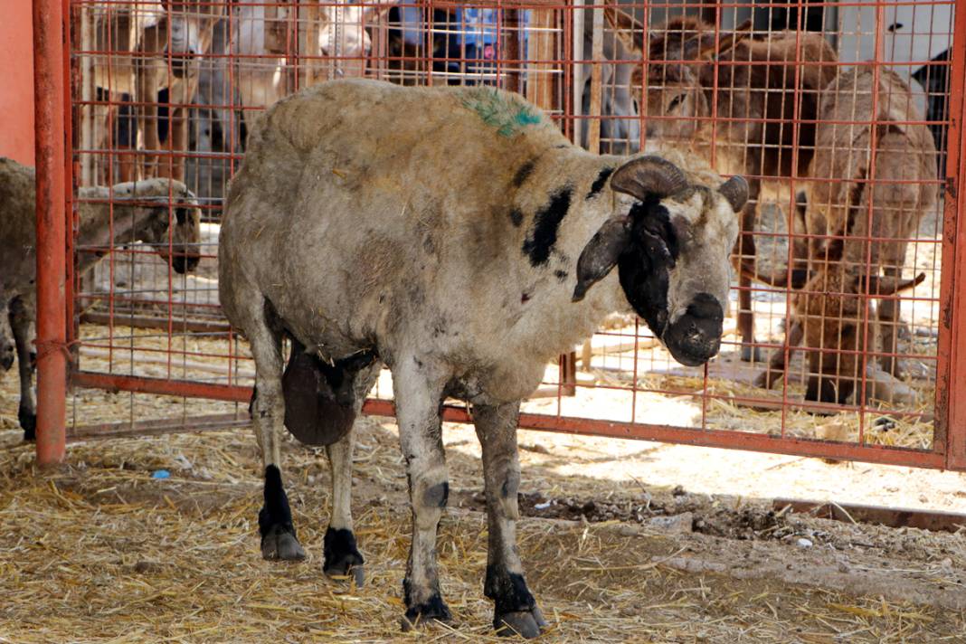 Diyarbakır ve Mardin'deki yangında yaralanan koyunlar tedavi altında: Onlara huzur terapisi veriyoruz 2