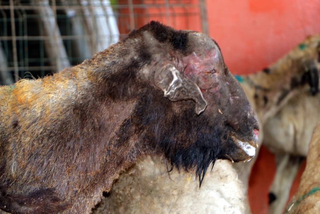 Diyarbakır ve Mardin'deki yangında yaralanan koyunlar tedavi altında: Onlara huzur terapisi veriyoruz 5