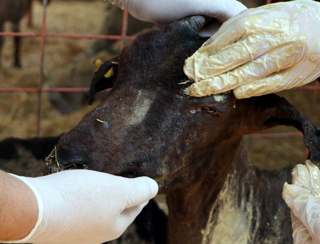 Diyarbakır ve Mardin'deki yangında yaralanan koyunlar tedavi altında: Onlara huzur terapisi veriyoruz 3