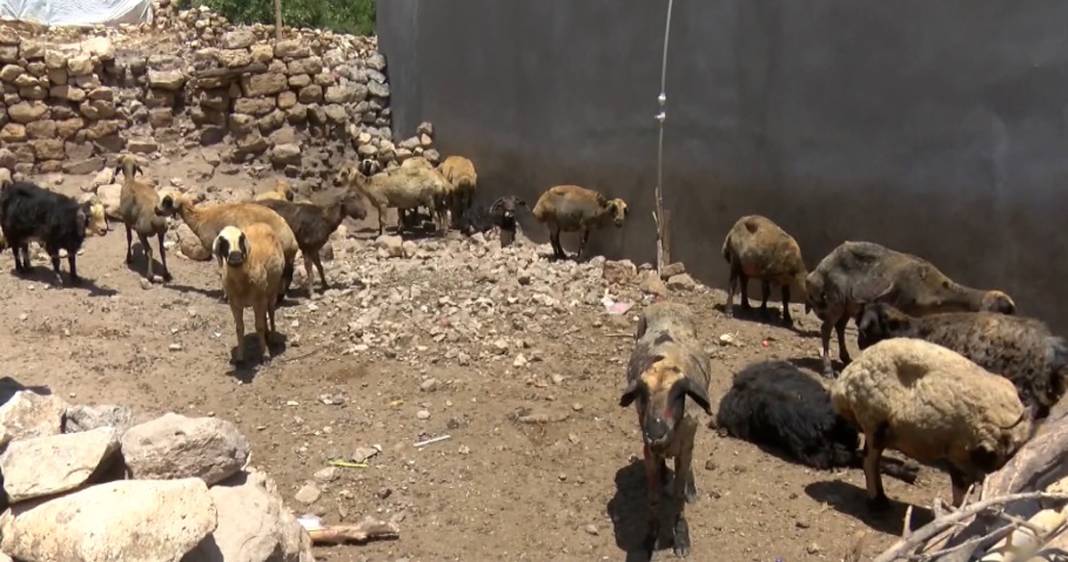 Diyarbakır ve Mardin'deki yangında yaralanan koyunlar tedavi altında: Onlara huzur terapisi veriyoruz 6