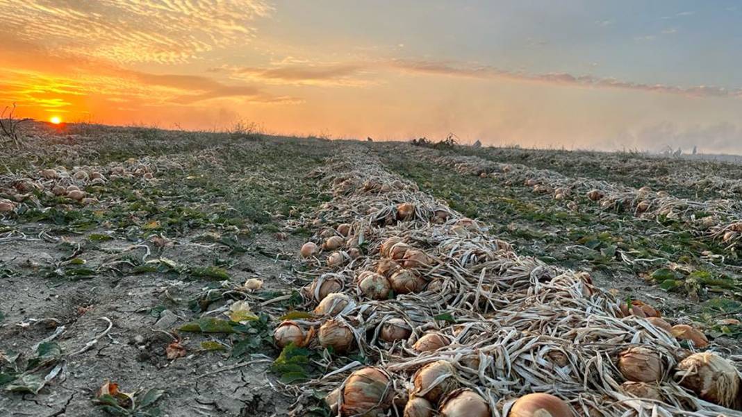 Ankara'daki mevsimlik işçilerin hikayesi: Işığın Peşinde 4