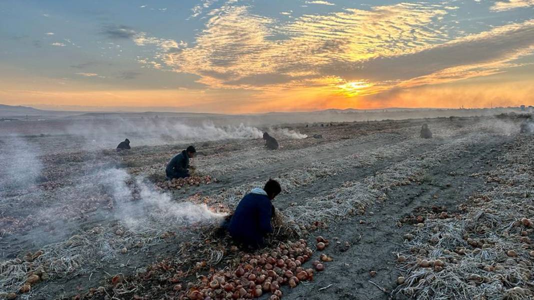 Ankara'daki mevsimlik işçilerin hikayesi: Işığın Peşinde 3