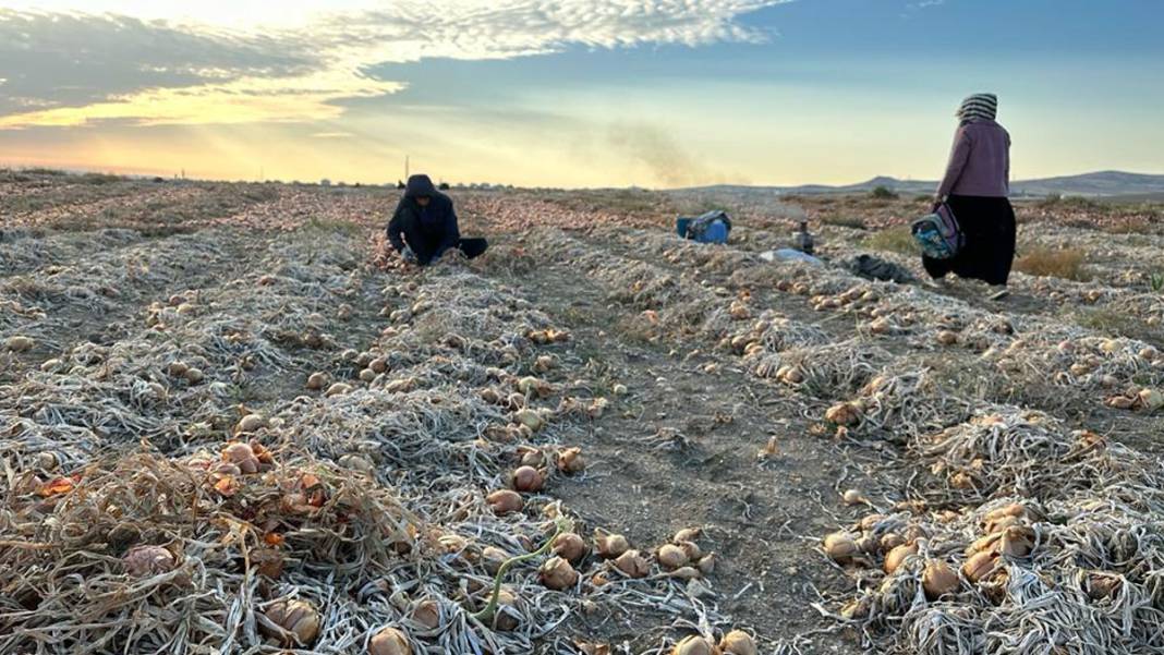 Ankara'daki mevsimlik işçilerin hikayesi: Işığın Peşinde 2