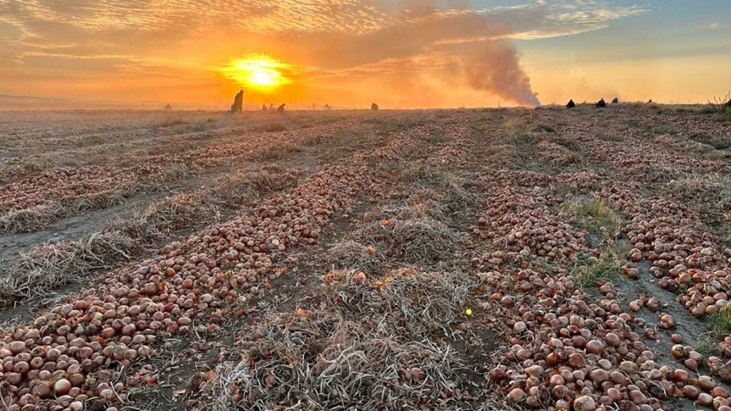 Ankara'daki mevsimlik işçilerin hikayesi: Işığın Peşinde 1