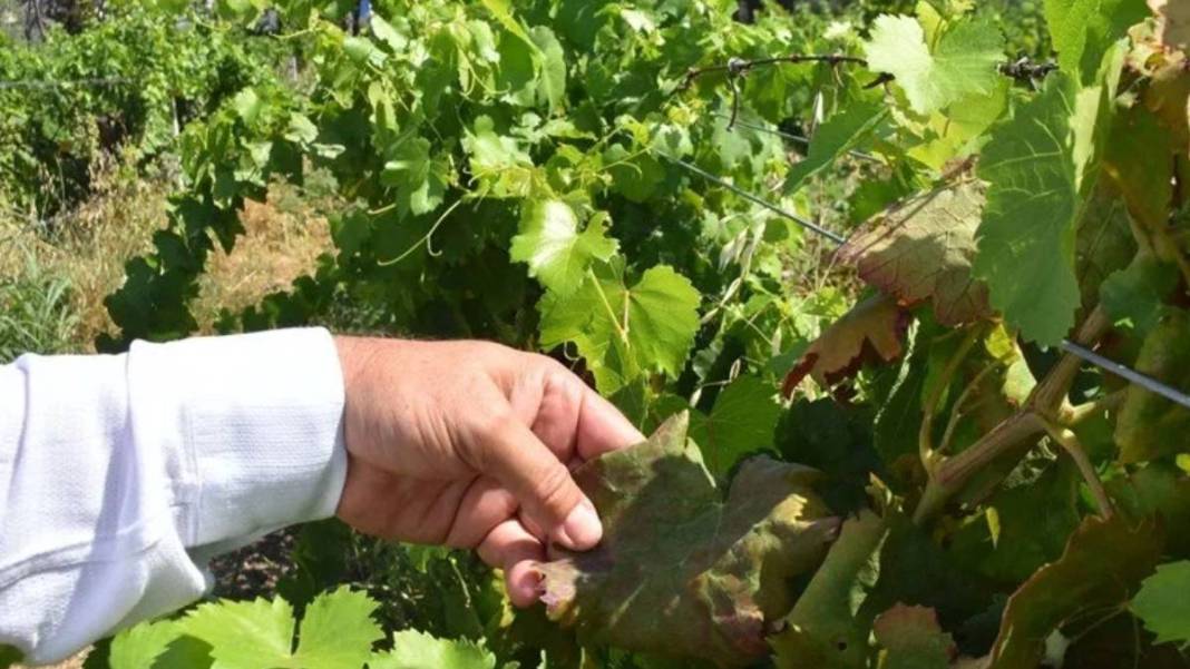 Uzman isim 'en çok kiraz etkilendi' diyerek duyurdu: Haziran sıcakları meyve ağaçlarını vurdu 5