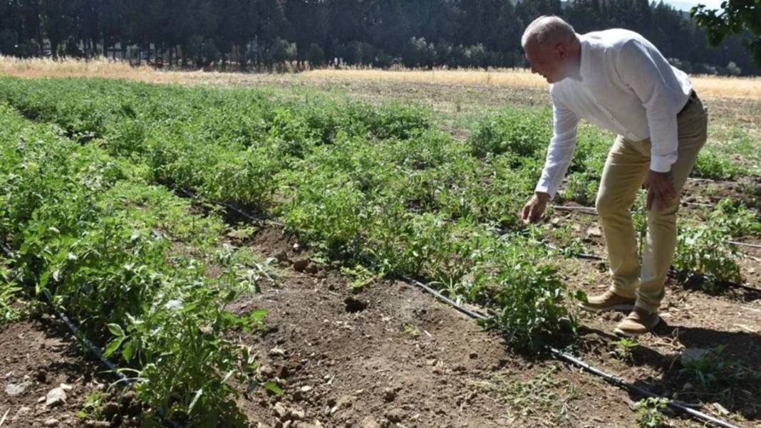 Uzman isim 'en çok kiraz etkilendi' diyerek duyurdu: Haziran sıcakları meyve ağaçlarını vurdu 1