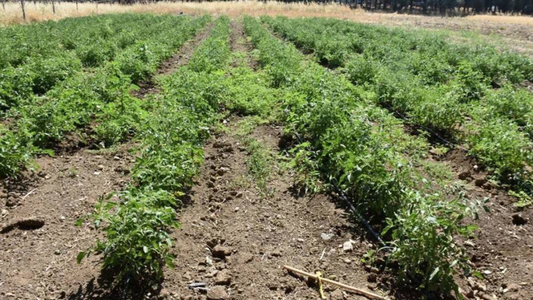 Uzman isim 'en çok kiraz etkilendi' diyerek duyurdu: Haziran sıcakları meyve ağaçlarını vurdu 3