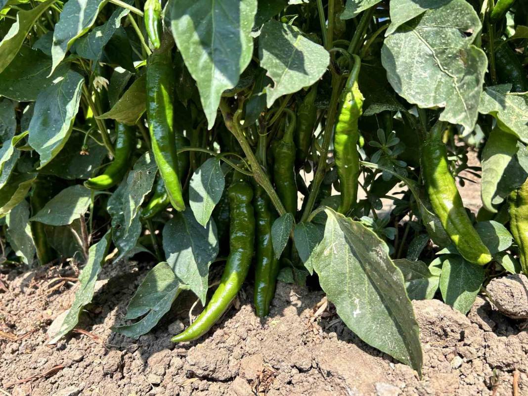 Sıcağın alnında acı hasat! Tarladan 25 liraya alıcı buluyor, sabah ilk ışıkla toplanıyor: Hasat ücretleri belli oldu 1