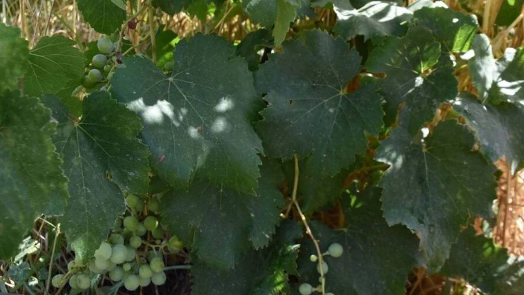 Uzman isim 'en çok kiraz etkilendi' diyerek duyurdu: Haziran sıcakları meyve ağaçlarını vurdu 2