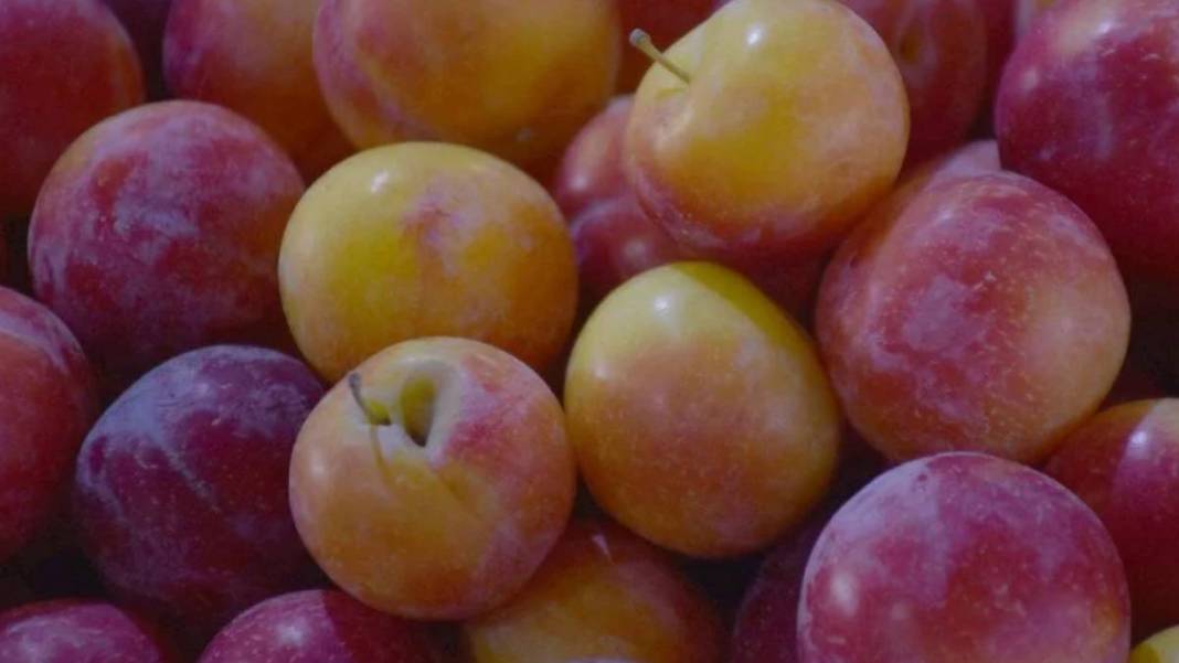 Uzman isim 'en çok kiraz etkilendi' diyerek duyurdu: Haziran sıcakları meyve ağaçlarını vurdu 4