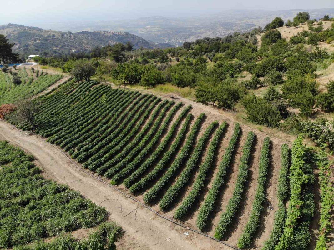 Sıcağın alnında acı hasat! Tarladan 25 liraya alıcı buluyor, sabah ilk ışıkla toplanıyor: Hasat ücretleri belli oldu 4