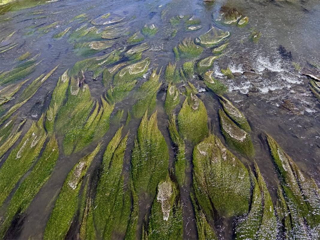 Kura Nehri’nde korkutan değişim! Yüzeyi yemyeşil oldu! Balıklar su yüzeyine çıktı 1