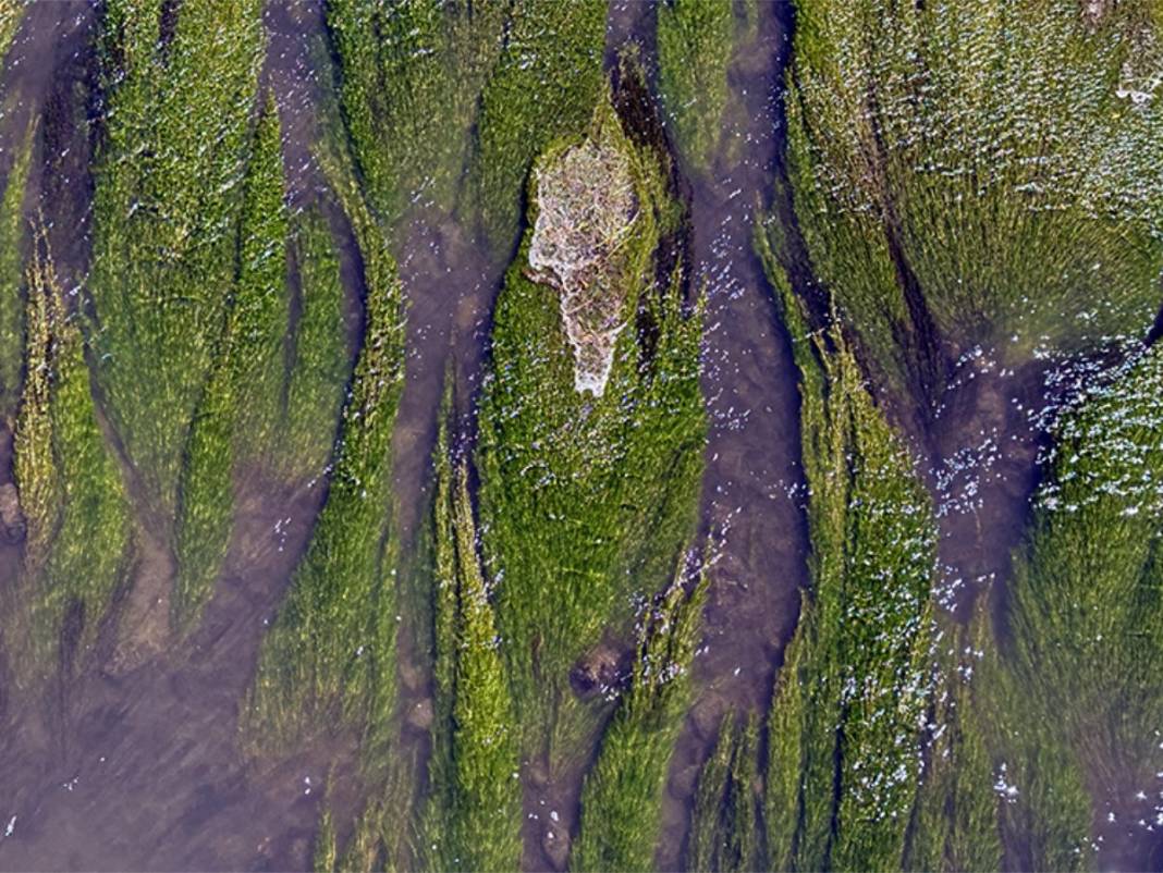 Kura Nehri’nde korkutan değişim! Yüzeyi yemyeşil oldu! Balıklar su yüzeyine çıktı 3