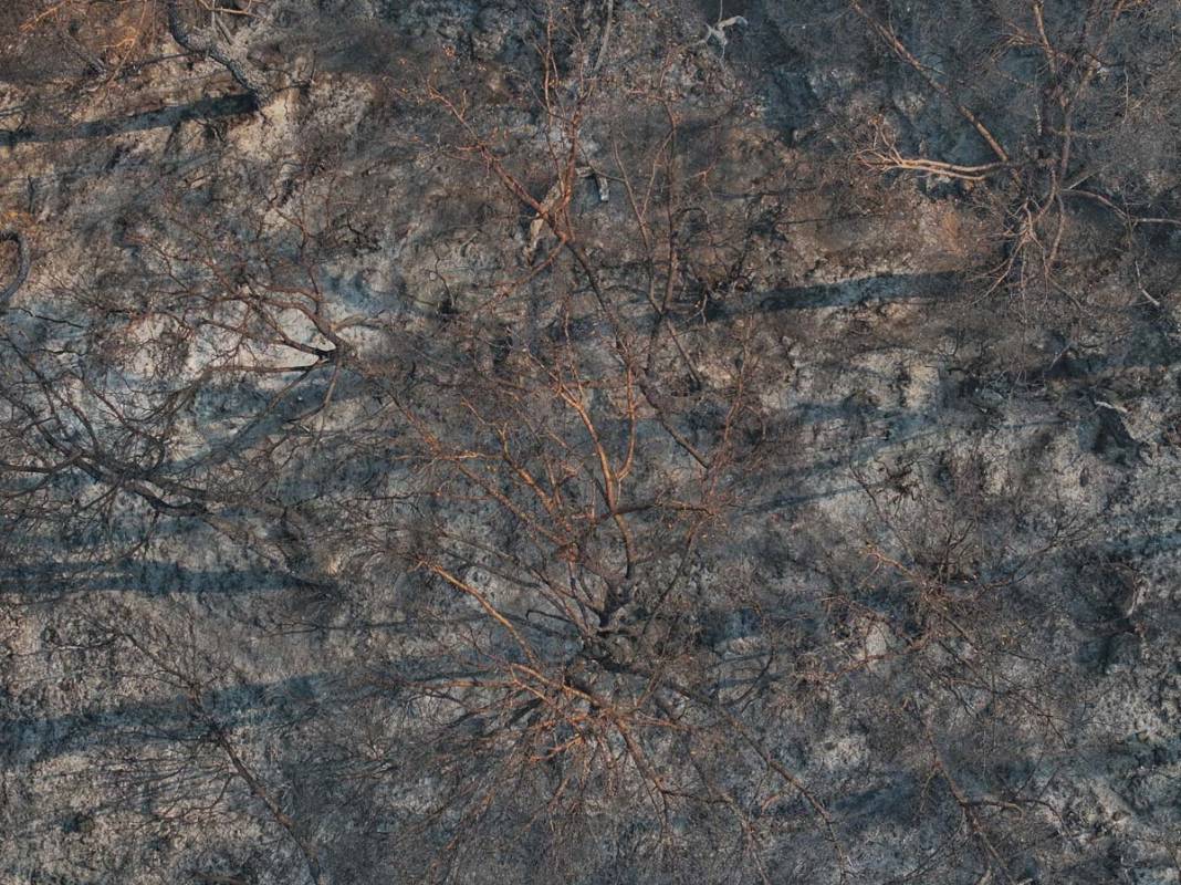 İzmir'in ciğerleri küle döndü... Yangının verdiğini zarar havadan görüntülendi 4