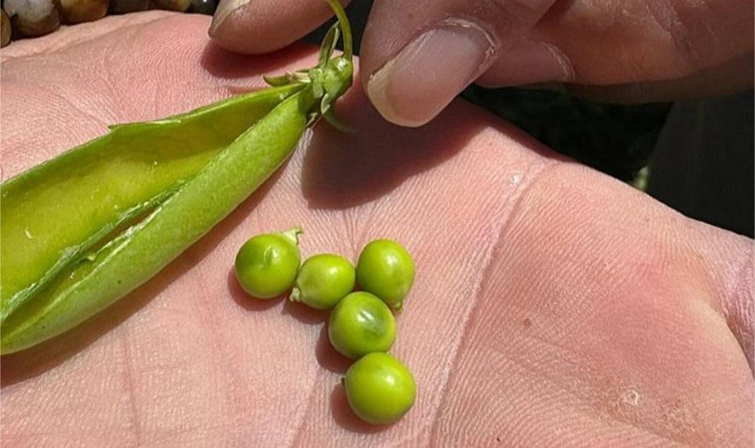 Bu sene ilk kez ekildi! Hayvanlar için yetiştirilen ürüne talep yağıyor: Yiyen hayvan bol bol süt veriyor 1