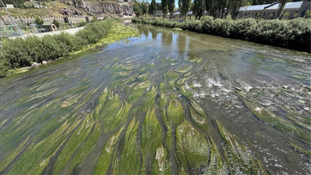 Kura Nehri’nde korkutan değişim! Yüzeyi yemyeşil oldu! Balıklar su yüzeyine çıktı 4