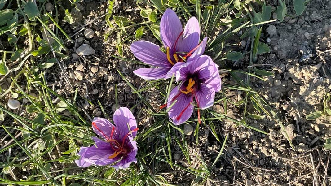 Dünyanın en pahalı baharatı o kentimizde yetişiyor! Kilogram fiyatı dudak uçuklattı 3