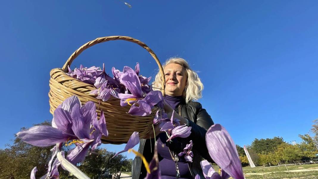 Dünyanın en pahalı baharatı o kentimizde yetişiyor! Kilogram fiyatı dudak uçuklattı 5