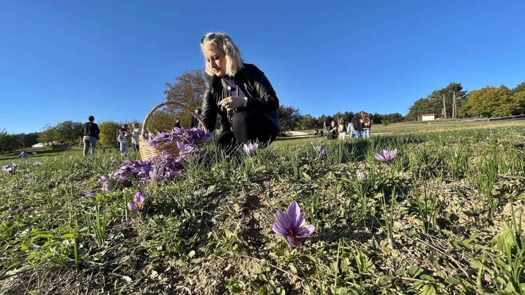 Dünyanın en pahalı baharatı o kentimizde yetişiyor! Kilogram fiyatı dudak uçuklattı 2