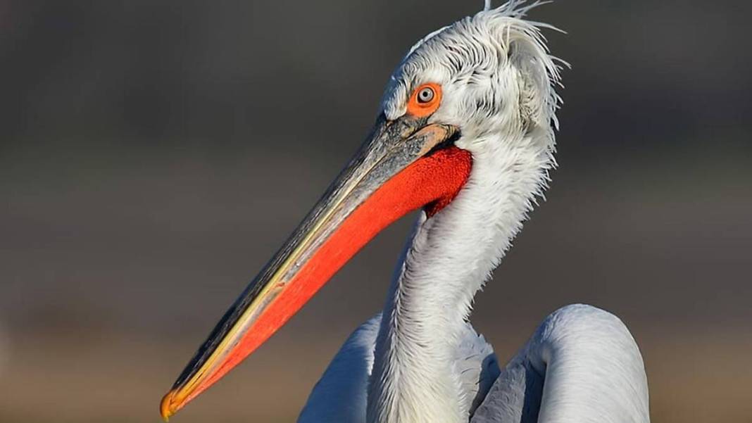 Yaban hayatı fotoğrafçısından nefes kesen kareler: İşte Çanakkale'de eşi benzeri görülmemiş kuş türleri... 4