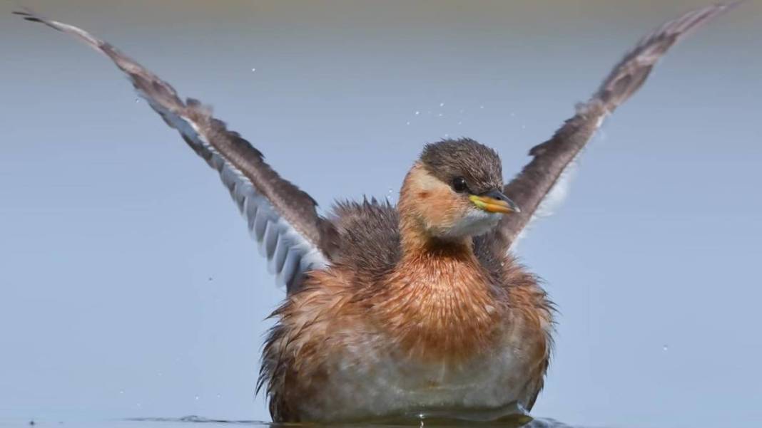 Yaban hayatı fotoğrafçısından nefes kesen kareler: İşte Çanakkale'de eşi benzeri görülmemiş kuş türleri... 6